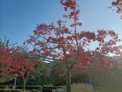 -风云岭森林公园