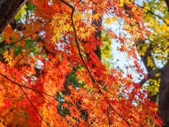 -昆山城市生态森林公园