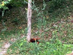 -都江堰中华大熊猫苑