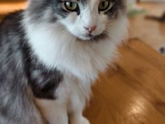 -猫小主咖啡·猫咖cat cafe(福田店)