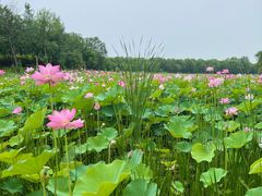 -东郊湿地公园