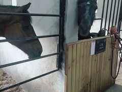 -枫露马术学院(藏书校区)