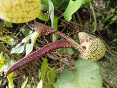-中国科学院西双版纳热带植物园