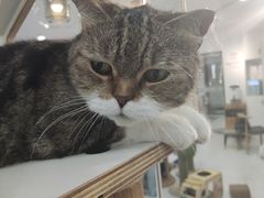 -喵园·猫主题咖啡厅·撸猫·猫咖(国贸店)