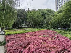 -海棠烟雨公园