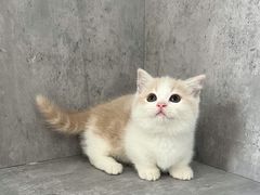 -小猫来了·猫舍(红山六九七九店)