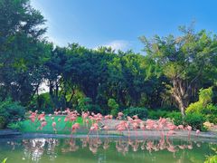 -广州长隆飞鸟乐园