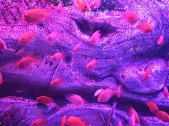 -芜湖新华联大白鲸海洋公园