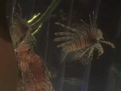 -暹罗海洋世界