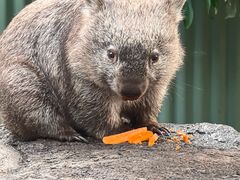 -费瑟代尔野生动物园
