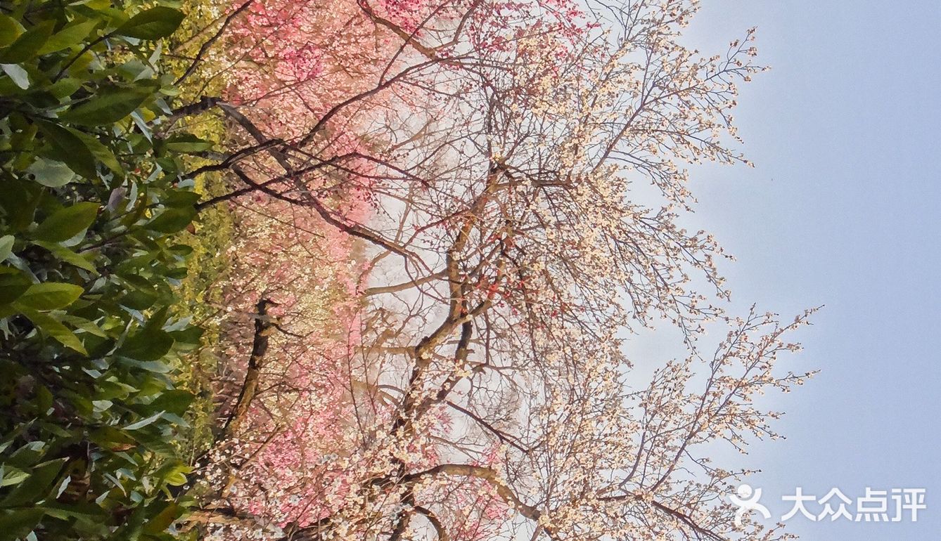 地理位置： 南京梅花山 就在紫金山上 整个紫金山景点