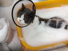 -创凡宠物医院·骨专科  猫科中心(西乡分院)