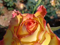 -人民公园(罗湖区)