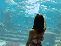 -迪拜帆船酒店海底餐厅