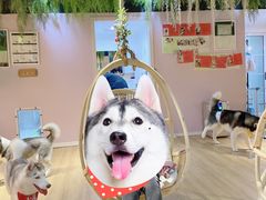 -Husky Go! 哈士奇体验馆·宠物咖啡厅狗咖