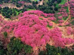 -新建村梅花