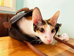 -猫小院猫主题餐厅(三里屯店)
