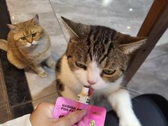 -猫小院猫主题餐厅(南锣旗舰店)