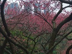 -重庆彩云湖湿地公园