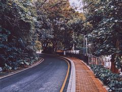 -银湖山郊野公园-相思林