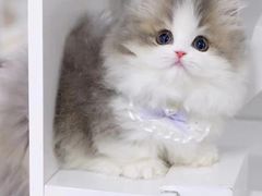 -十月米努特矮脚猫舍