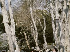 -武汉大学-樱园