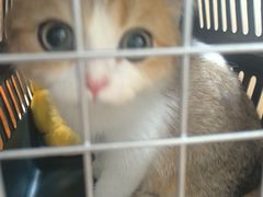 -宠颐生汉谟拉比宠物医院