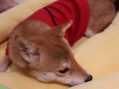 -逗柴咖啡屋·狗咖猫咖宠物桌游