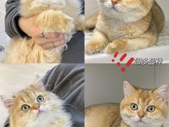 -lincat·猫舍(广州店)