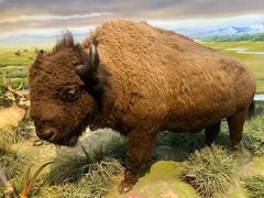 -陕西自然博物馆