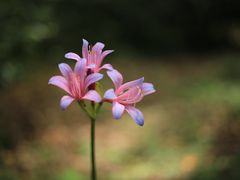 -杭州植物园