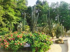 -深圳仙湖植物园