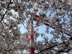 -高东镇樱花园