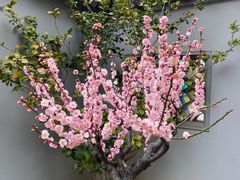 -无锡梅园公园