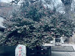 -青岛崂山太清宫