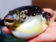 长顺河豚馆-长顺河豚馆(江洲东路)