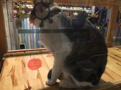 -小时光咖啡馆(开森度假森林店)