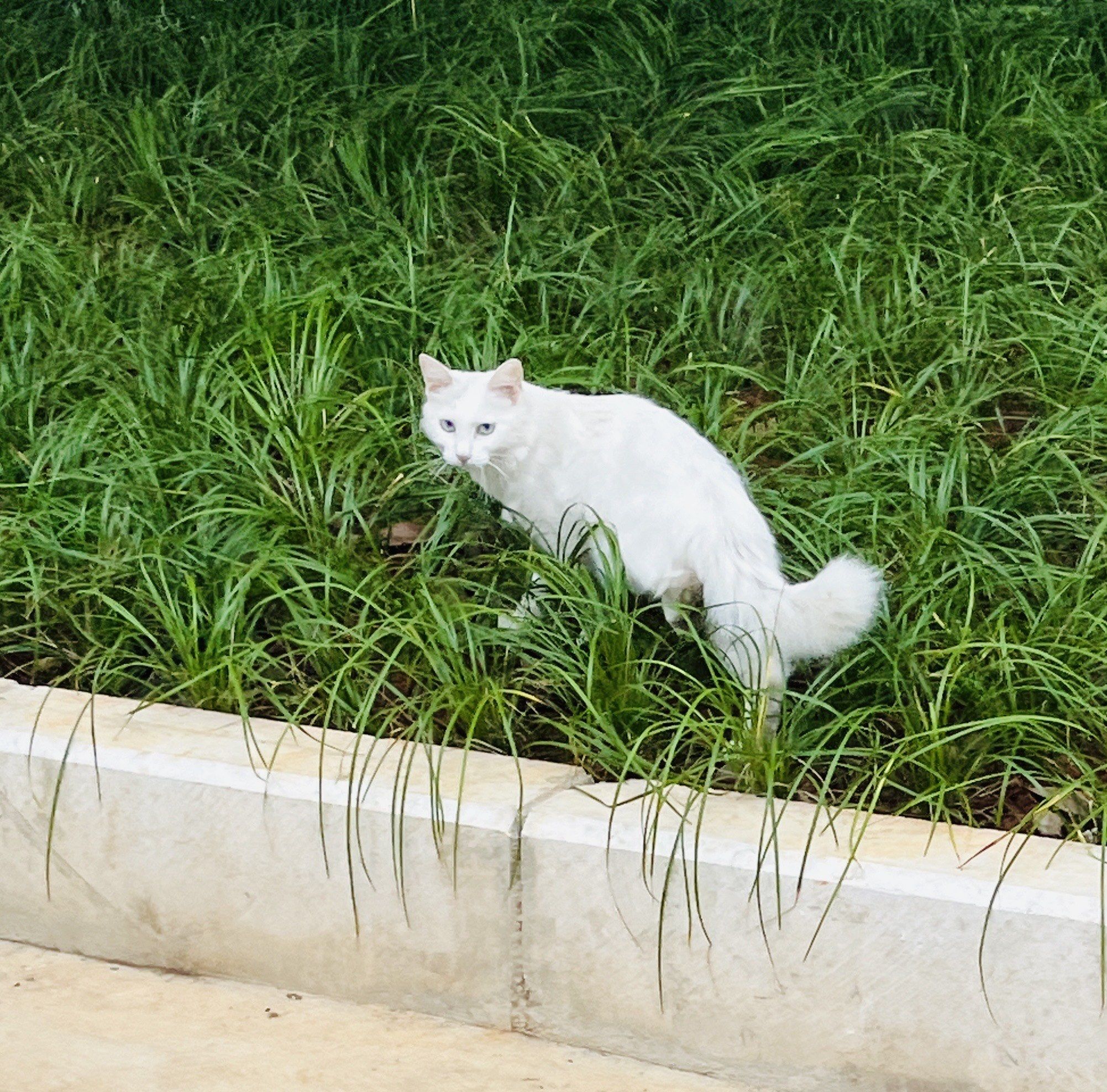 0元玩转这座城早上下楼买早餐的时候偶遇了一只小白猫,好好看呀,就是
