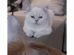 -猫腻·猫咖·撸猫馆(星光大道店)