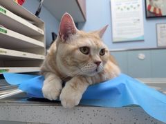 -纳吉亚猫专科动物诊疗中心(蒋宅口分院)