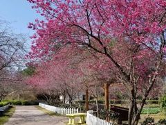 -洪湖湿地生态园