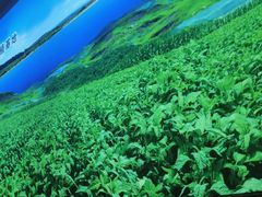 -日月永和中国餐饮名店(凤凰店)