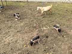 -前小桔亲子创意农场·草莓采摘·露营烧烤