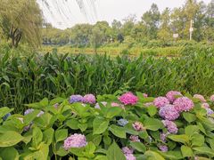 -金银湖国家城市湿地公园