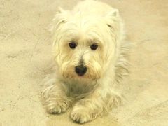 -爱侣宠医·鹦鹉专科·小型哺乳类·异宠专科(灵石路店)