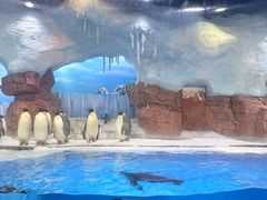 -海合安成都极地海洋公园