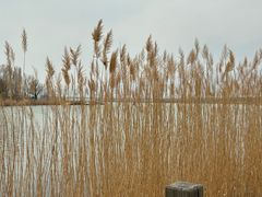 -野鸭湖国家湿地公园