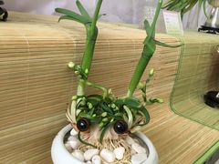-龙大花卉苗木市场