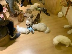-猫腻·猫咖·撸猫馆(星光大道店)