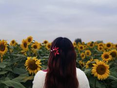 -映月湖中央公园